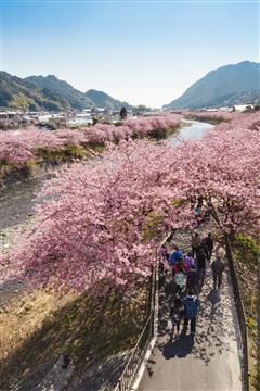 河津桜まつり（2月頃撮影/イメージ）写真提供 静岡県観光協会